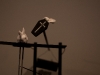 A tribute to the Rabbits who have died at the hand of incompetent magicians